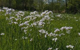 Cardamine pratensis. Pinksterbloem