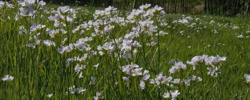 Cardamine pratensis. Pinksterbloem