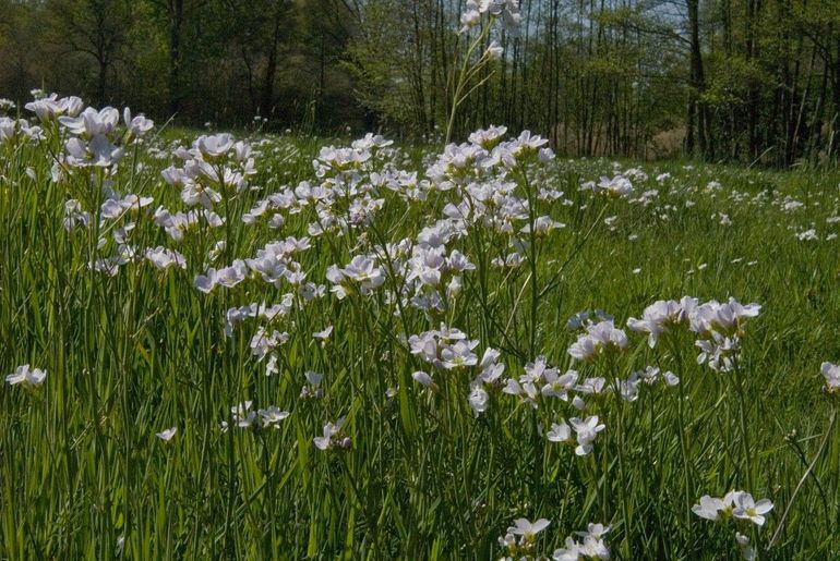 Pinksterbloemen