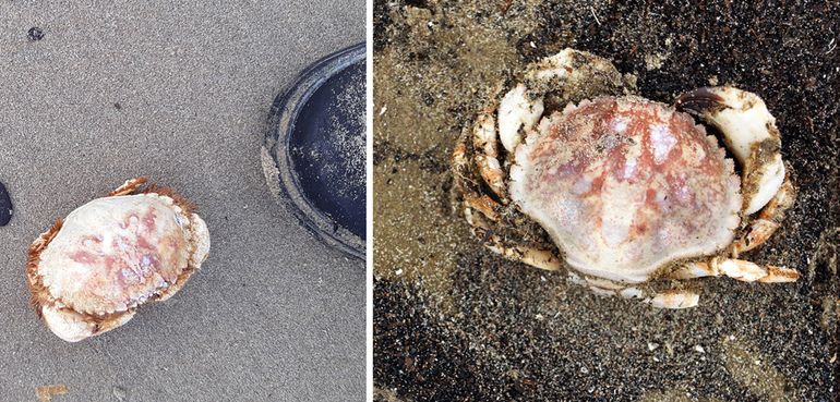 De Ovaalronde krab lijkt bij ons grotere afmetingen te bereiken, tot een schildbreedte van 8,4 centimeter (de schoenpunt op de linkerfoto is van maat 46). Het schild heeft vaak opvallende rozerode vlekken