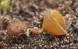 Marjon v.d.Vegte Meidoornrotkelkje