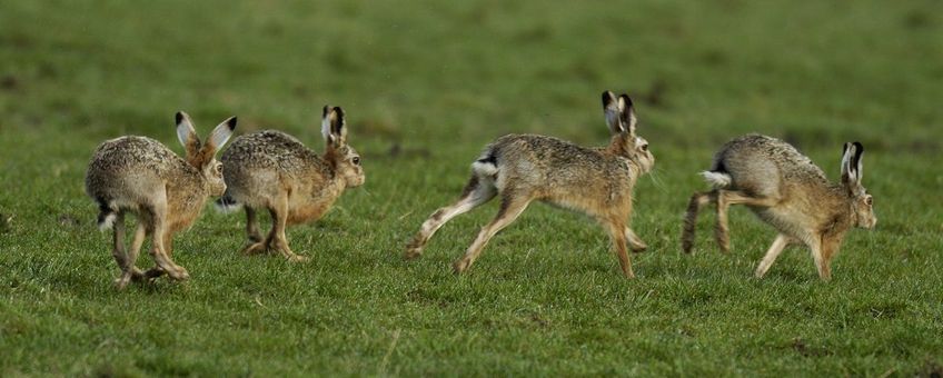 Lepus europaeus. Haas