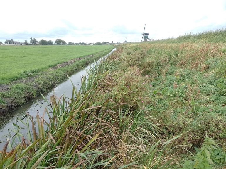 De teensloot van de Ammersche Boezem, waar de grootste dichtheid aan waterspitsmuizen werd vastgesteld
