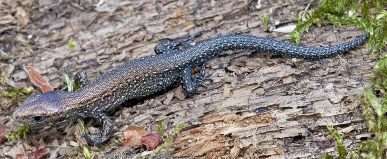 Juveniele levendbarende hagedis