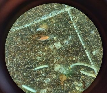 Het bodemmonster is na ‘opspoelen’ te bekijken onder de microscoop. Dan zie je bijvoorbeeld springstaarten en insectenlarven