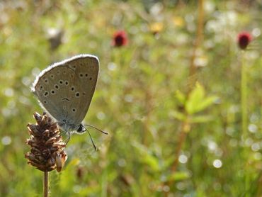 Pimpernelblauwtje zullen de congresdeelnemers niet zien, maar wel het projectgebied van 'Blues in the Marshes'