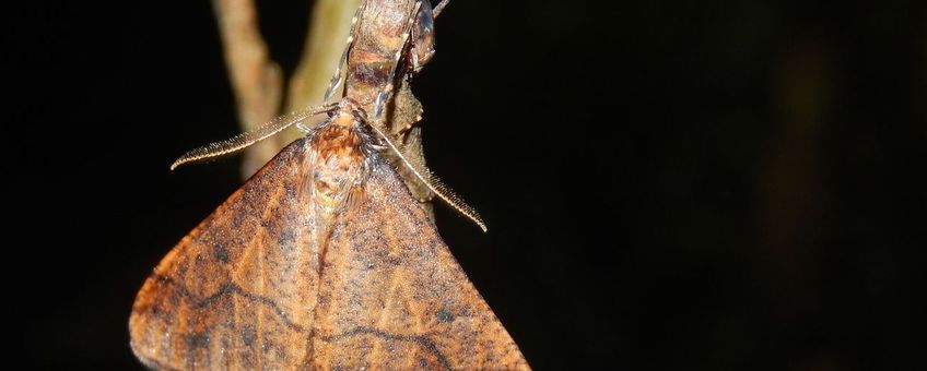 grote wintervlinder - primair