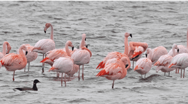 Europese en Chileense flamingo’s (met een Rotgans) op de overwinterplaats in de Grevelingen. Foto: Harv