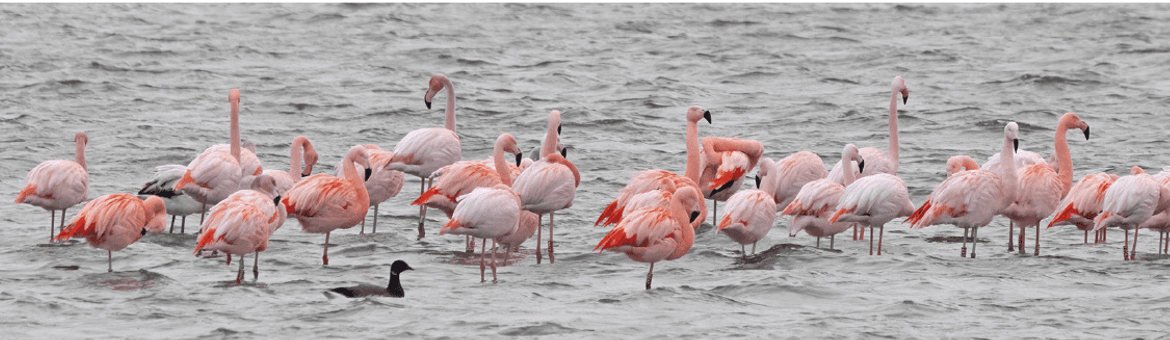 Europese en Chileense flamingo’s (met een Rotgans) op de overwinterplaats in de Grevelingen. Foto: Harv