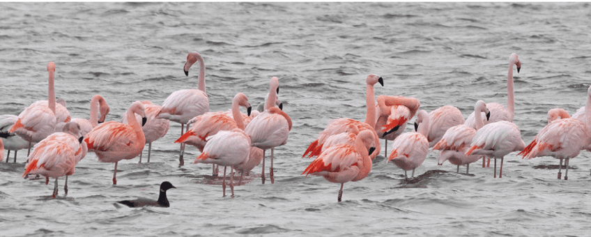Europese en Chileense flamingo’s (met een Rotgans) op de overwinterplaats in de Grevelingen. Foto: Harv