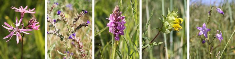 V.l.n.r.: echte koekoeksbloem, gewone ossentong, brede orchis, grote ratelaar en rapunzelklokje