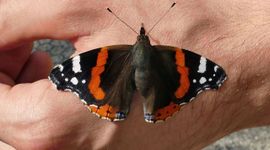 Atalanta (Vanessa atalanta)