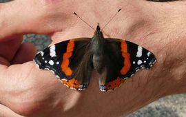 Atalanta (Vanessa atalanta)