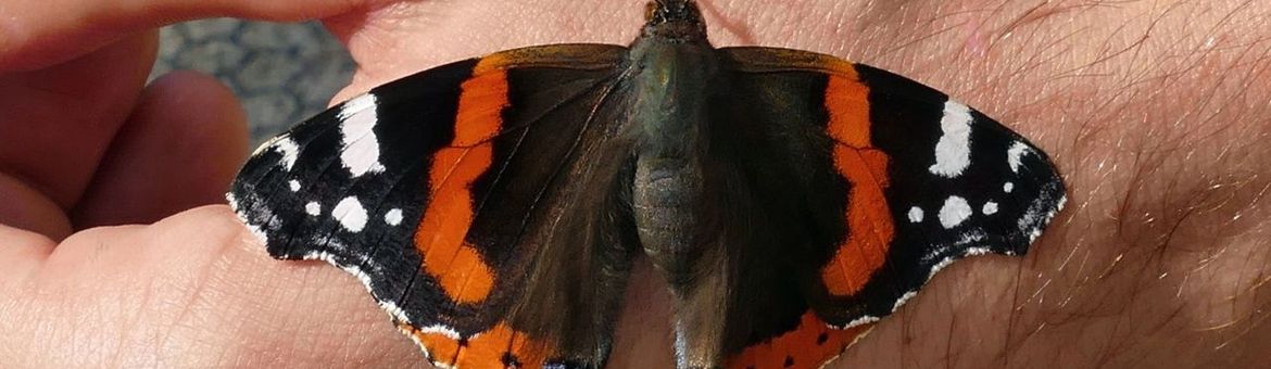 Atalanta (Vanessa atalanta)
