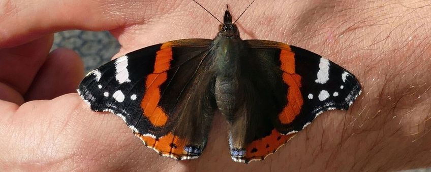 Atalanta (Vanessa atalanta)