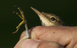 Gevangen kleine karekiet met ring.