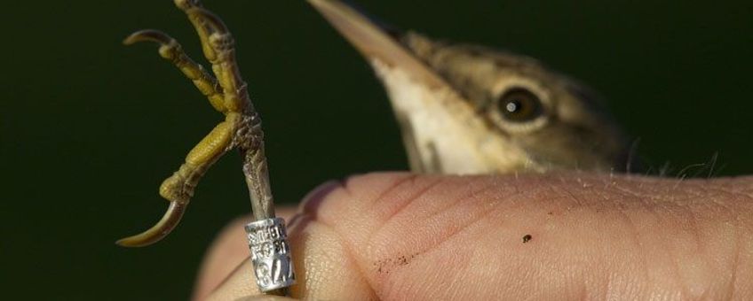 Gevangen kleine karekiet met ring.