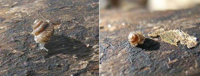 Stekelslakje: favoriet van landslakkenkenners. Dit prachtige slakje leeft onder hout en in de vochtige strooisellaag. Het draagt een huisje mee dat kleiner is dan de kop van een lucifer. Ter bescherming staan er delicate, schuin geplaatste stekeltjes op