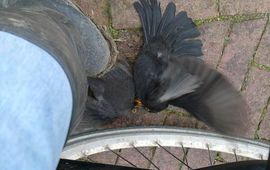Harvey van Diek Vechtende merels