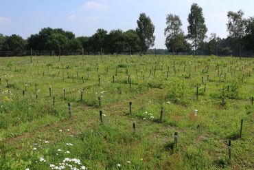 Onderzoek naar landbouwgronden op de Mossel, op de Veluwe