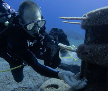 Restocking of the Long-spined sea urchin