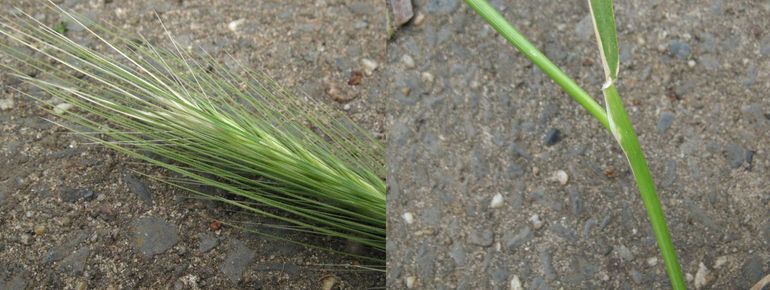 Spiga, fusto e foglie striscianti.  A causa dei ganci sulle squame e degli aghi lunghi e rigidi, la punta rampicante può scorrere solo in una direzione