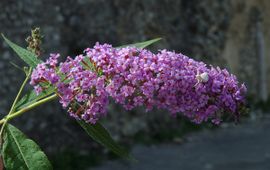 Buddleja davidii. Vlinderstruik