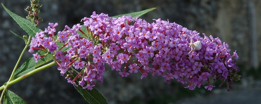 Buddleja davidii. Vlinderstruik