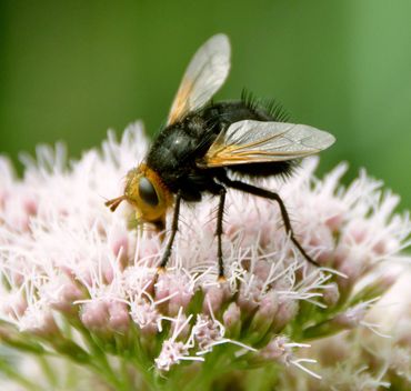 Leverkruid met bezoeker