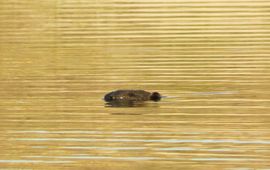 M. Kaandorp & C. Lange Adulte bever