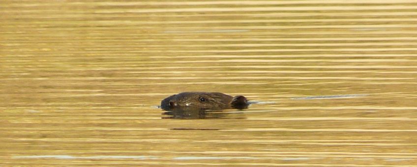 Adulte bever