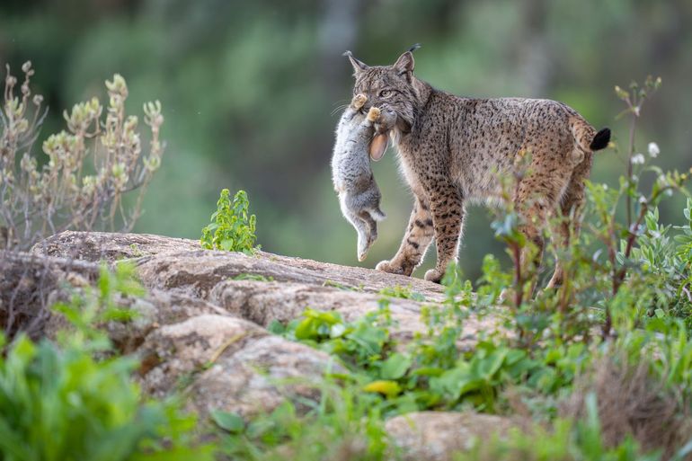 Iberische lynx met prooi (Europees konijn)