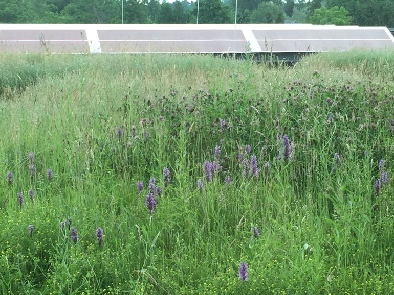 Groendak op het NIOO in Wageningen