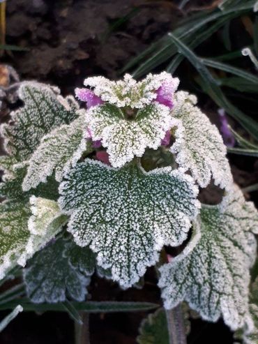 Paarse dovenetel, een veel waargenomen winterbloeier