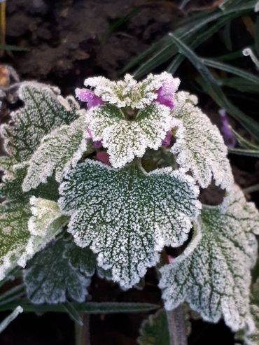 Paarse dovenetel, een veel waargenomen winterbloeier