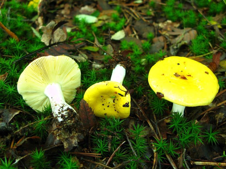 Gele berkenrussula's kunnen al vroeg in het jaar worden gevonden