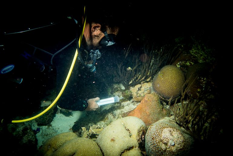 Onderzoeker verzamelt koraalgameten