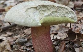 Pronsteelboleet
Boletus calopus
M.W.Boomsluiter