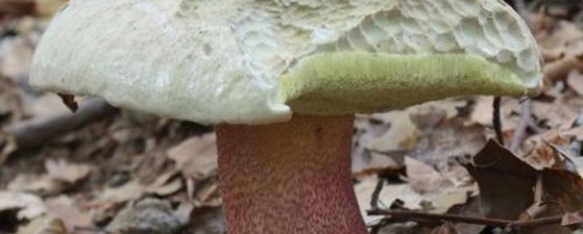 Pronsteelboleet
Boletus calopus
M.W.Boomsluiter