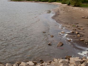 Rivierrombout sluipt uit op de strandjes tussen de kribben