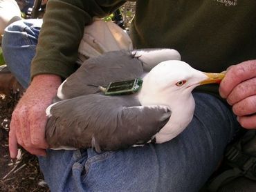 Een kleine mantelmeeuw met GPS-logger