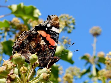 Atalanta blijft de laatste tijd hier in de winter, maar heeft geen winterslaap