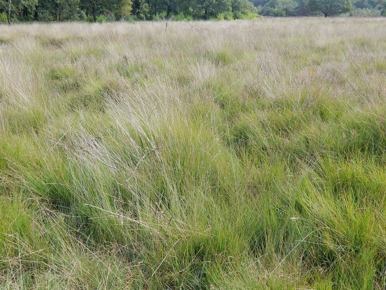 Stikstof zorgt voor eentonige pijpenstrootjesvelden