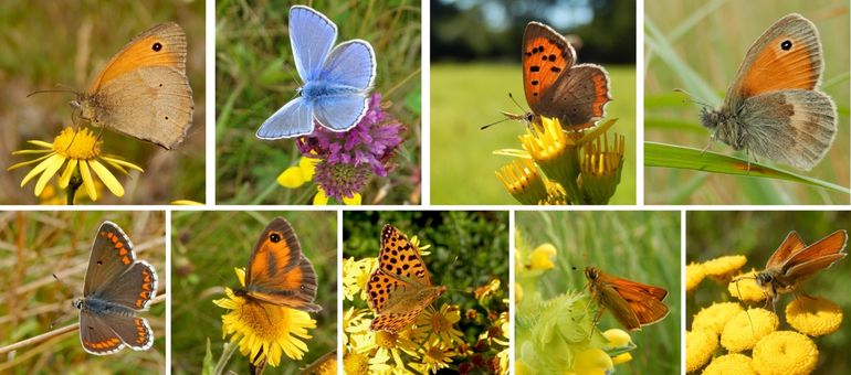 De waargenomen graslandvlinders in volgorde van de talrijkheid in de onderzochte gebieden. V.l.n.r., boven: bruin zandoogje, icarusblauwtje, kleine vuurvlinder & hooibeestje, onder: bruin blauwtje, oranje zandoogje, kleine parelmoervlinder, groot dikkopje & zwartsprietdikkopje