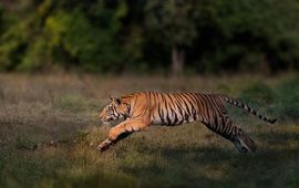 Springende tijger in Bandhavgarh National Park, India.