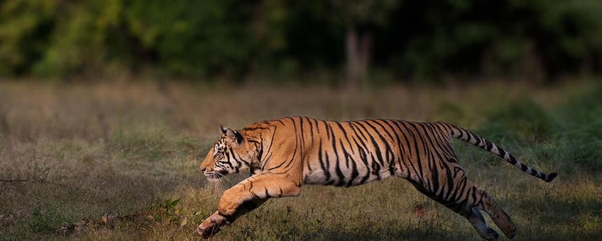 Springende tijger in Bandhavgarh National Park, India.