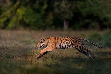 Springende tijger in Bandavghar NP, India