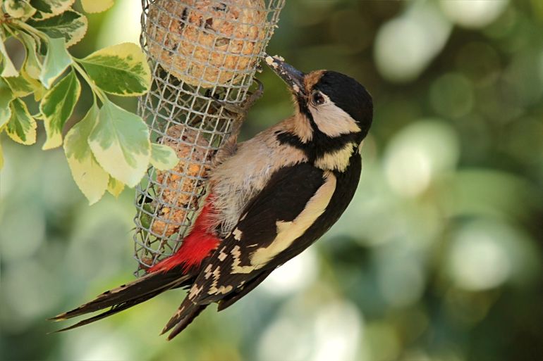 Grote bonte spechten houden van vetbollen, pinda's en vogelpindakaas