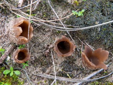 Zandtulpjes kunnen zo’n vijf centimeter in doorsnee worden