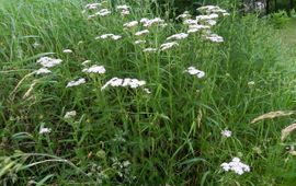 Rutger Barendse Duizendblad Saxifraga